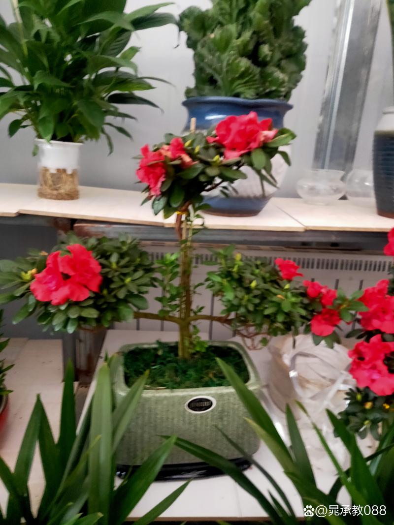 安康风云花卉  绿植花卉 租赁  苗木  盆景  室内室外绿化设计
