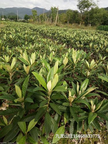 【大量出售正宗优质宁海白枇杷苗木】价格,厂家,果树-搜了网