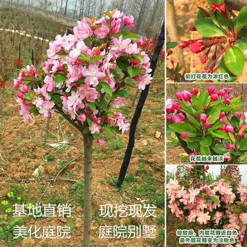 北美海棠苗木价格