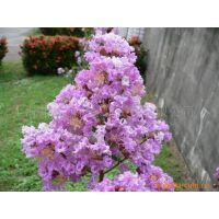 【供应园林小品花卉景观苗木工程鲜花盆景租赁花卉护养图片】供应园林小品花卉景观苗木工程鲜花盆景租赁花卉护养