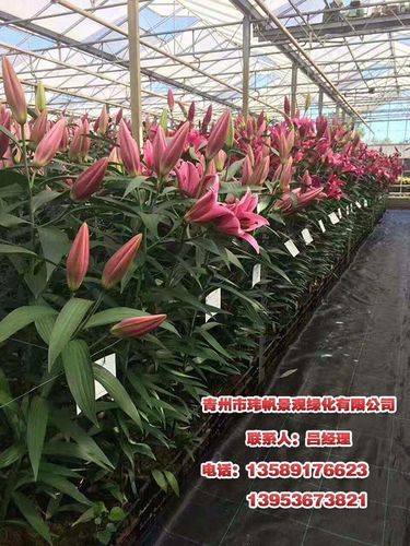 室内绿意新选择 普陀与潍坊植物租赁服务，青州玮帆苗木为您打造生态空间